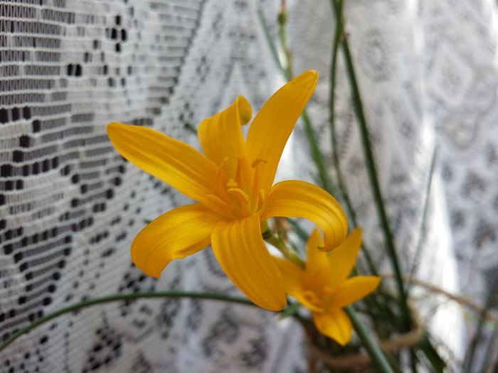 20150721_160656 - Plante in ghiveci 2015