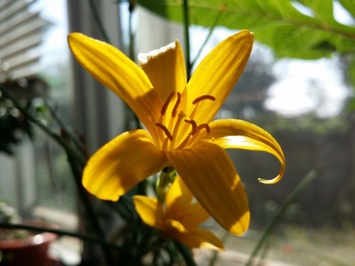 20150721_160622 - Plante in ghiveci 2015