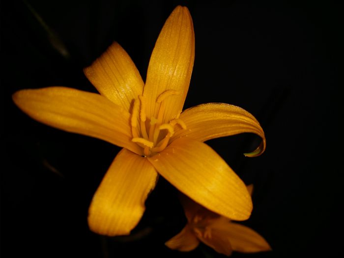 20150721_160540 - Plante in ghiveci 2015