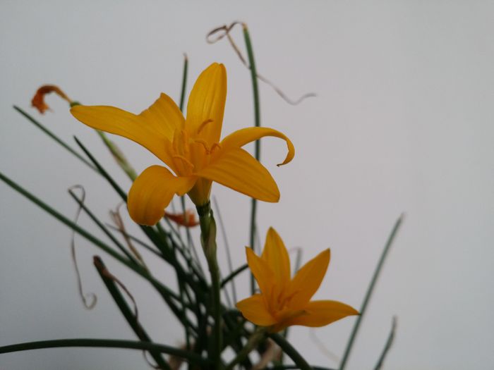 20150721_160401 - Plante in ghiveci 2015