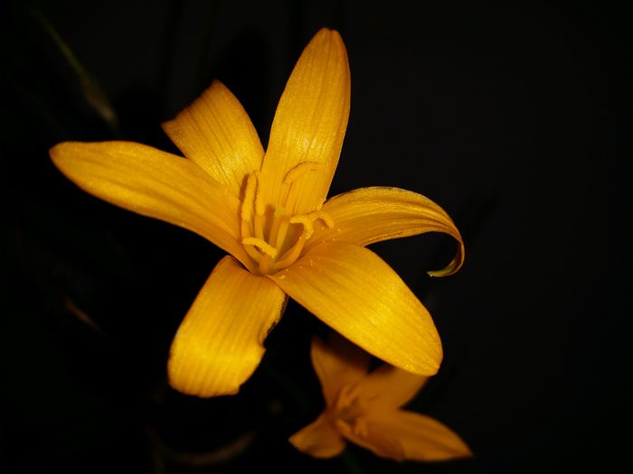 20150721_160526 - Plante in ghiveci 2015