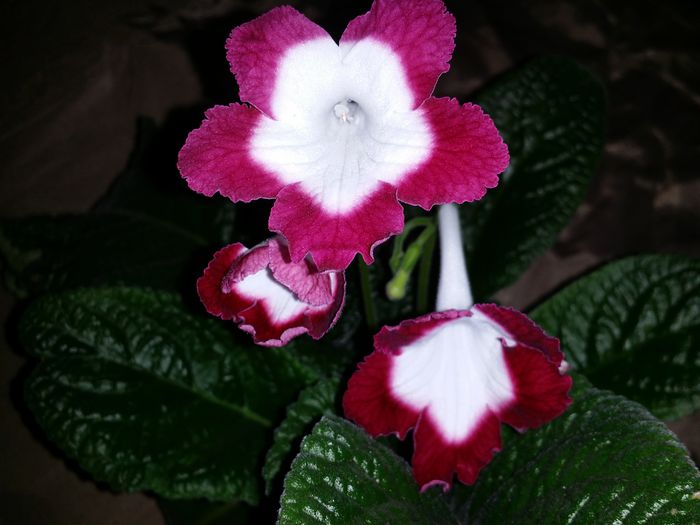 20150720_194210 - Plante in ghiveci 2015