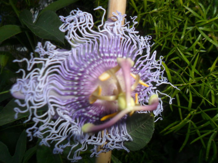 SAM_7564 - pasiflore -soiuri ----2012