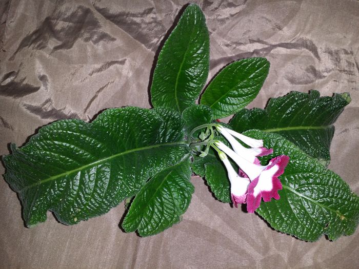 20150720_194101 - Plante in ghiveci 2015