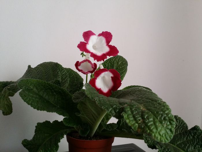 20150720_193957 - Plante in ghiveci 2015