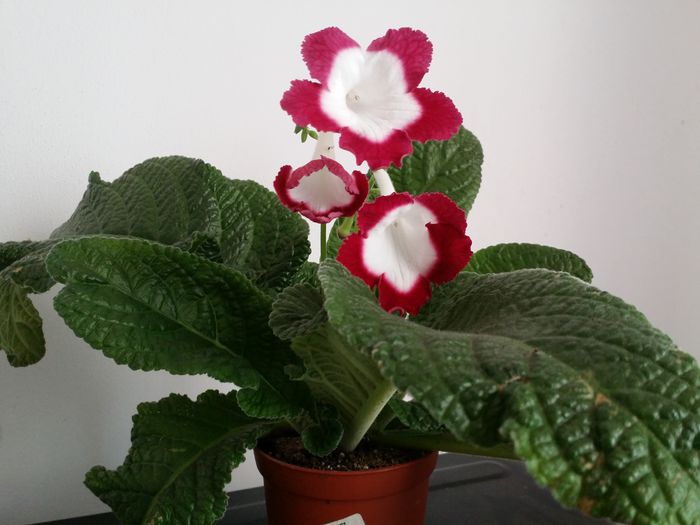 20150720_193924 - Plante in ghiveci 2015