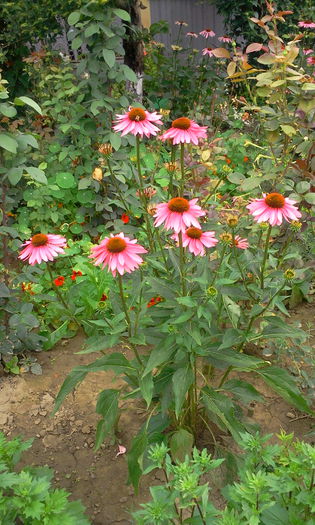 Fotografie2852 - Alte flori