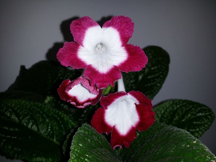 20150720_193857 - Plante in ghiveci 2015