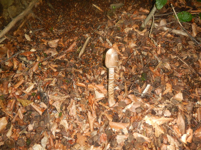 DSCN3198 - Macrolepiota procera - Piciorul caprioarei