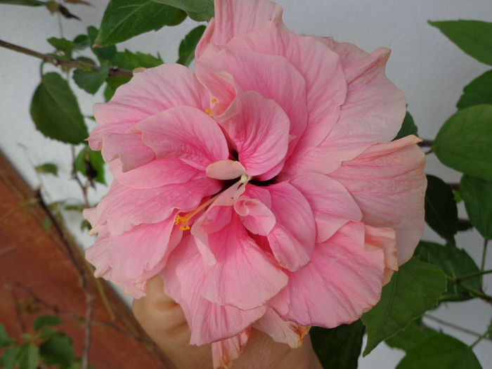 DSC09195 - HIBISCUS  2015