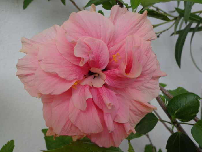 DSC09196 - HIBISCUS  2015