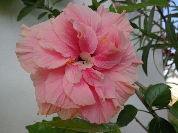 DSC09197 - HIBISCUS  2015