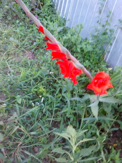 CAM01027 - gladiole 2015