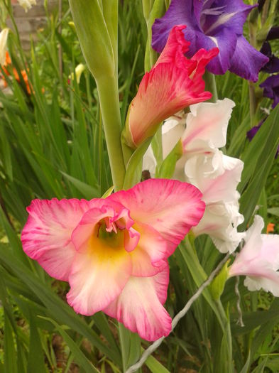 Fotografie0005 - AAAA_GLADIOLE 2015_2017_2018_2019
