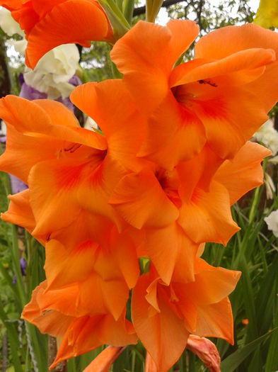 Fotografie0010 - AAAA_GLADIOLE 2015_2017_2018_2019