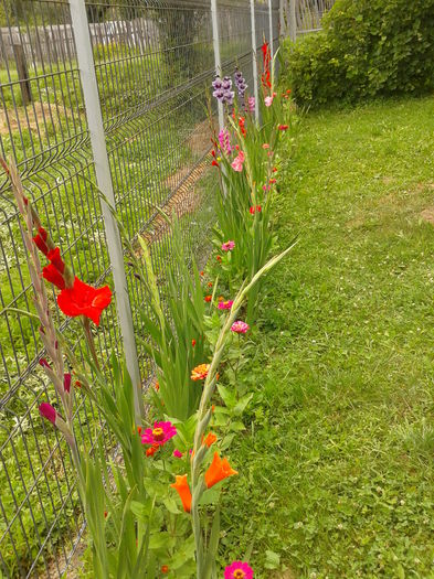 Fotografie0011 - AAAA_GLADIOLE 2015_2017_2018_2019