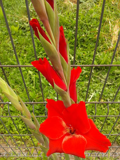 Fotografie0012 - AAAA_GLADIOLE 2015_2017_2018_2019
