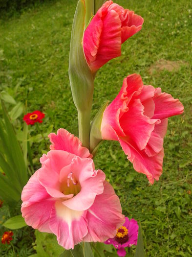 Fotografie0013 - AAAA_GLADIOLE 2015_2017_2018_2019