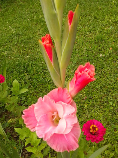 Fotografie0014 - AAAA_GLADIOLE 2015_2017_2018_2019