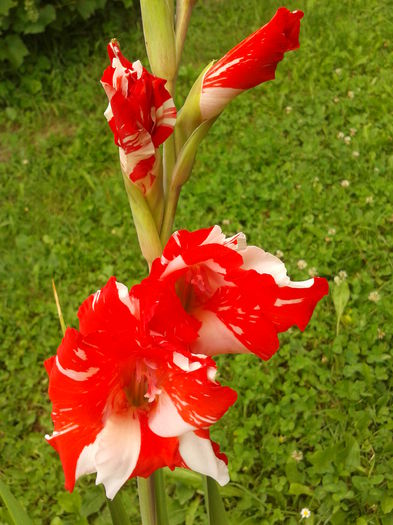 Fotografie0016 - AAAA_GLADIOLE 2015_2017_2018_2019