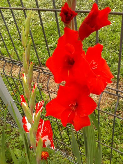 Fotografie0017 - AAAA_GLADIOLE 2015_2017_2018_2019
