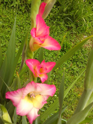 Fotografie0019 - AAAA_GLADIOLE 2015_2017_2018_2019