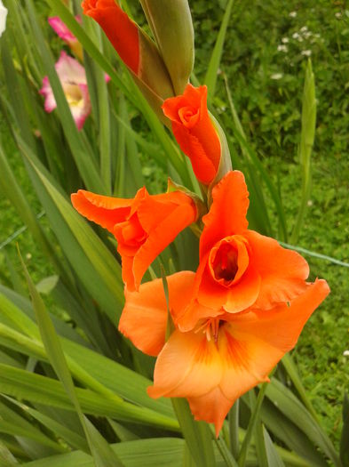 Fotografie0022 - AAAA_GLADIOLE 2015_2017_2018_2019
