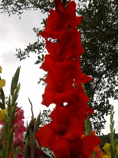 Fotografie0024 - AAAA_GLADIOLE 2015_2017_2018_2019