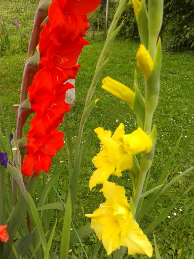 Fotografie0026 - AAAA_GLADIOLE 2015_2017_2018_2019