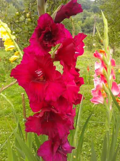 Fotografie0029 - AAAA_GLADIOLE 2015_2017_2018_2019