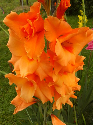 Fotografie0030 - AAAA_GLADIOLE 2015_2017_2018_2019