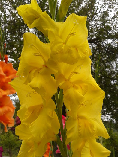 Fotografie0031 - AAAA_GLADIOLE 2015_2017_2018_2019