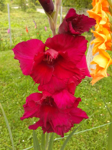 Fotografie0032 - AAAA_GLADIOLE 2015_2017_2018_2019