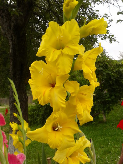 Fotografie0033 - AAAA_GLADIOLE 2015_2017_2018_2019
