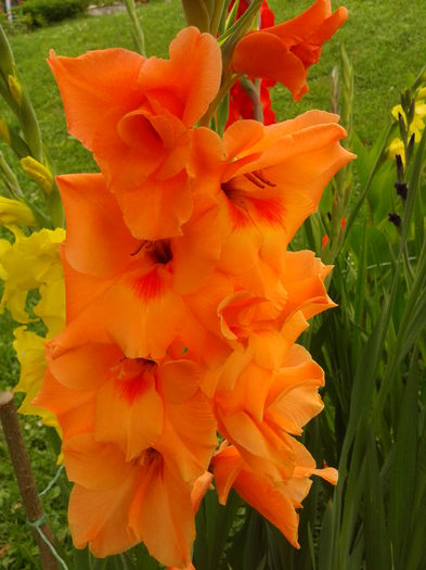 Fotografie0035 - AAAA_GLADIOLE 2015_2017_2018_2019