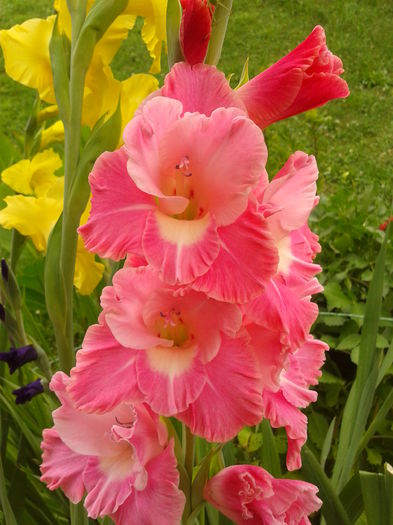 Fotografie0036 - AAAA_GLADIOLE 2015_2017_2018_2019