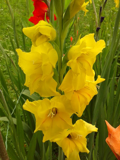 Fotografie0037 - AAAA_GLADIOLE 2015_2017_2018_2019