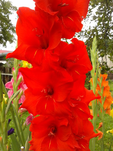 Fotografie0038 - AAAA_GLADIOLE 2015_2017_2018_2019
