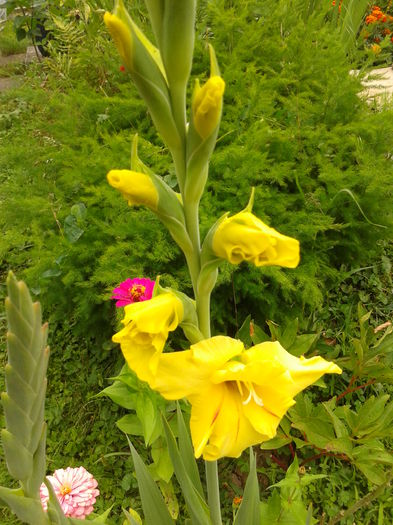 Fotografie0042 - AAAA_GLADIOLE 2015_2017_2018_2019