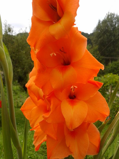 Fotografie0043 - AAAA_GLADIOLE 2015_2017_2018_2019