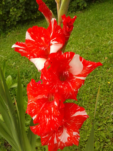 Fotografie0015 - AAAA_GLADIOLE 2015_2017_2018_2019
