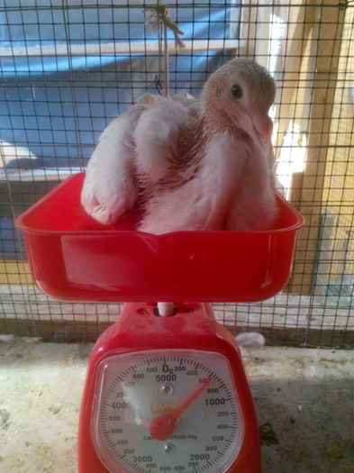 M - 620 gr la 18 zile