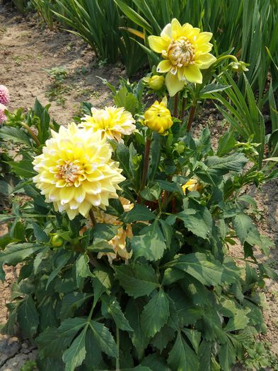 20150719_141455_HDR