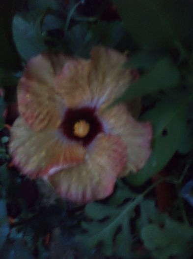 DSC04515 - iulie 2015