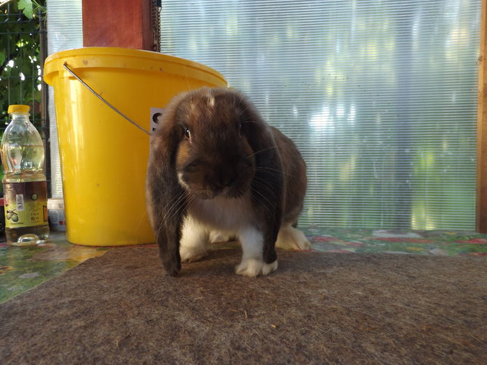 Mascul Thuringen cu manta 2