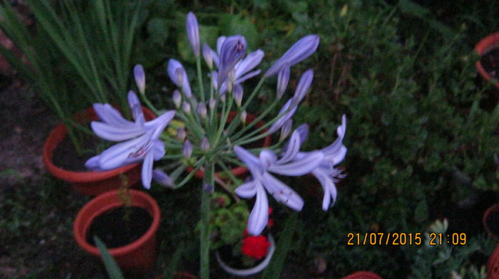 IMG_9756 - Agapanthus