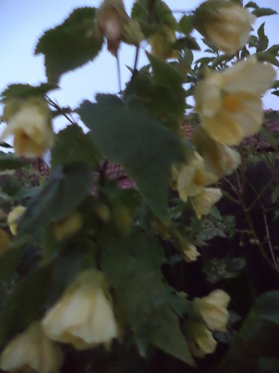 DSC04527 - iulie 2015