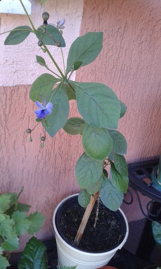 Clerodendron ugandese