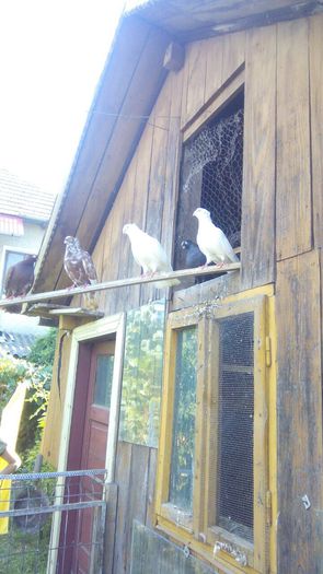 image - Porumbei 2015
