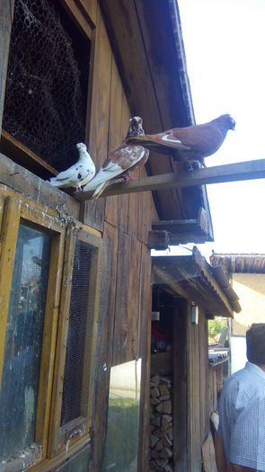 image - Porumbei 2015